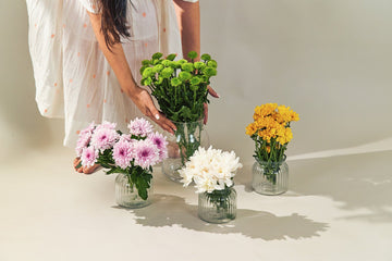 Chrysanthemum